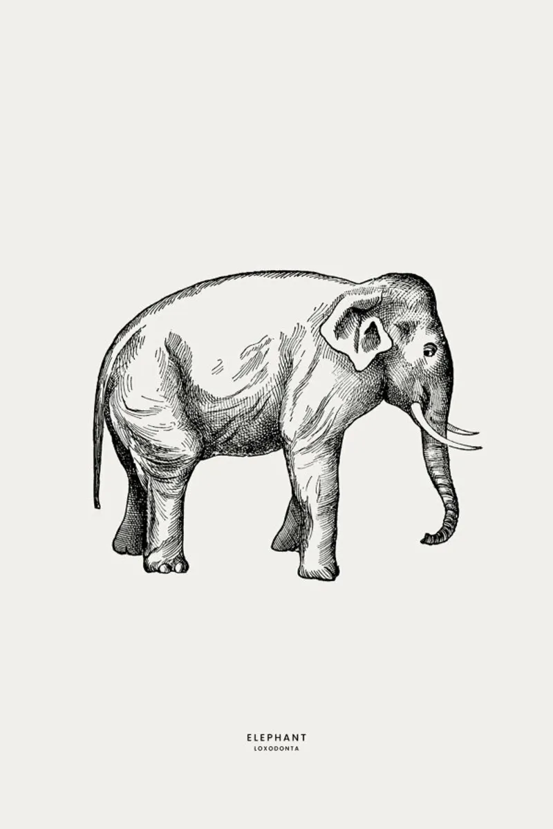 Elephant pellicola backlit da Flora & Fauna