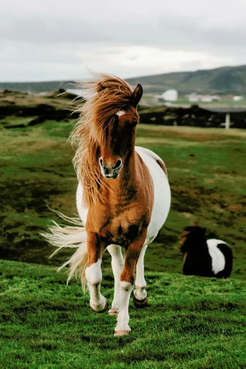 Shetland Ponies pellicola backlit da Natural Kingdom