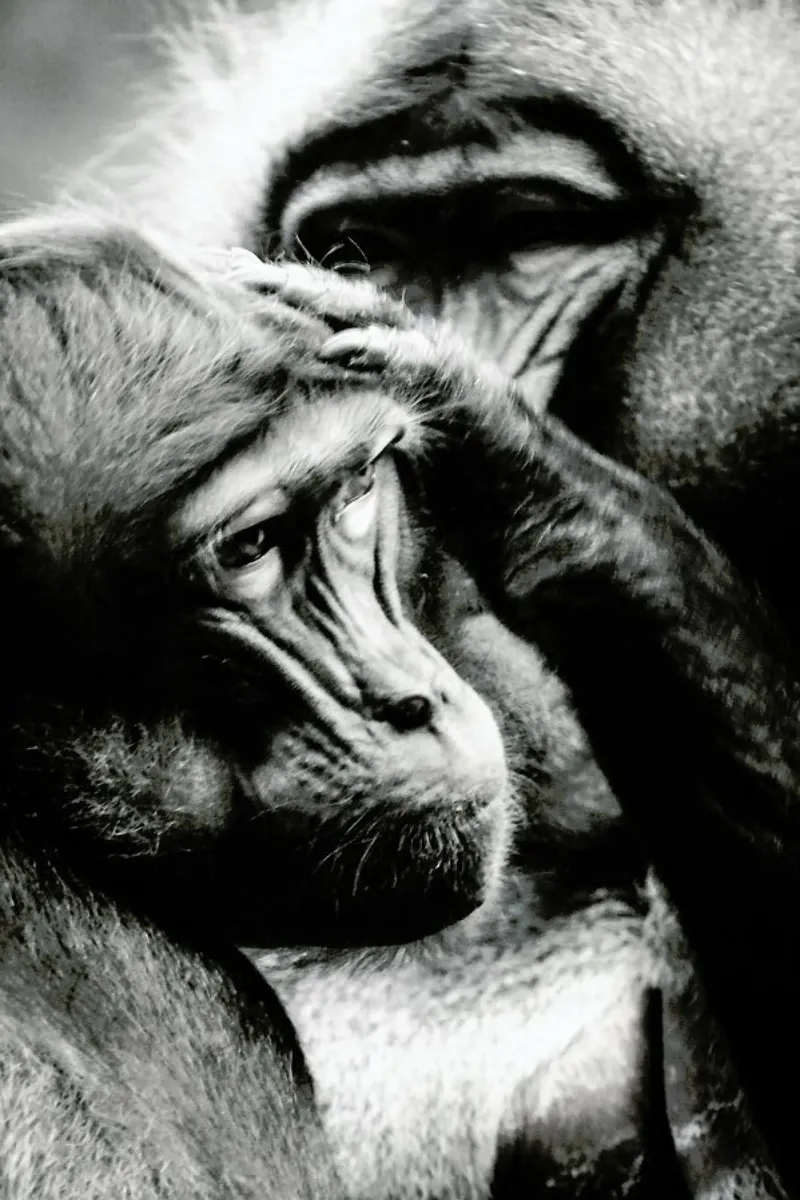 Monkey Grooming pellicola backlit da Babett Schultze