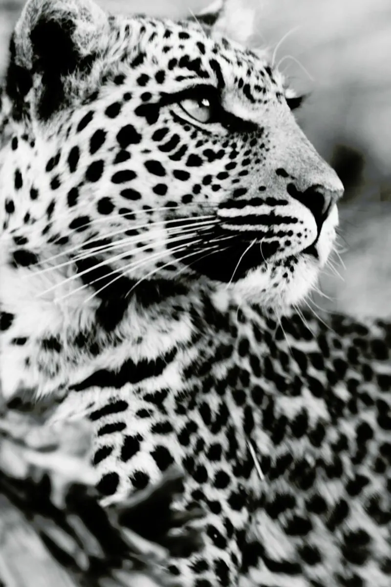 A Leopard's Spots pellicola backlit da Natural Kingdom