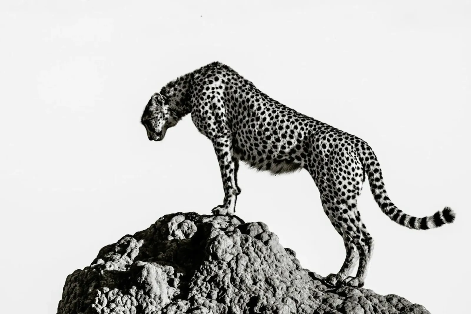 The Hunter - ali metacrilato de Pictufy