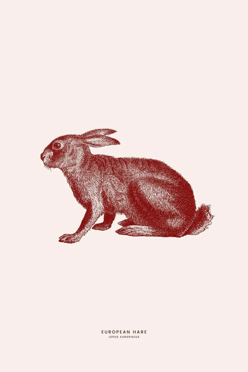European Hare II poster con telaio in alluminio da Flora & Fauna
