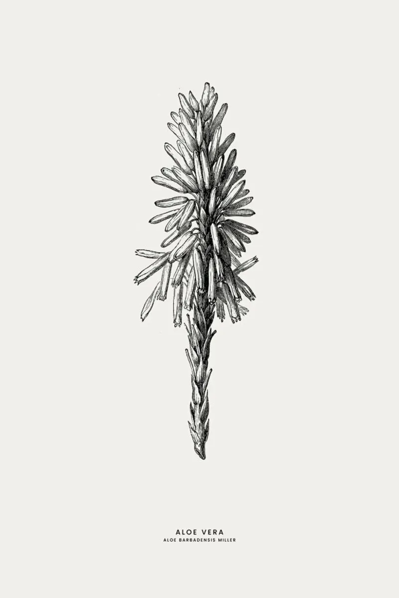 Aloe Vera tela con Cornice a cassetta da Flora & Fauna