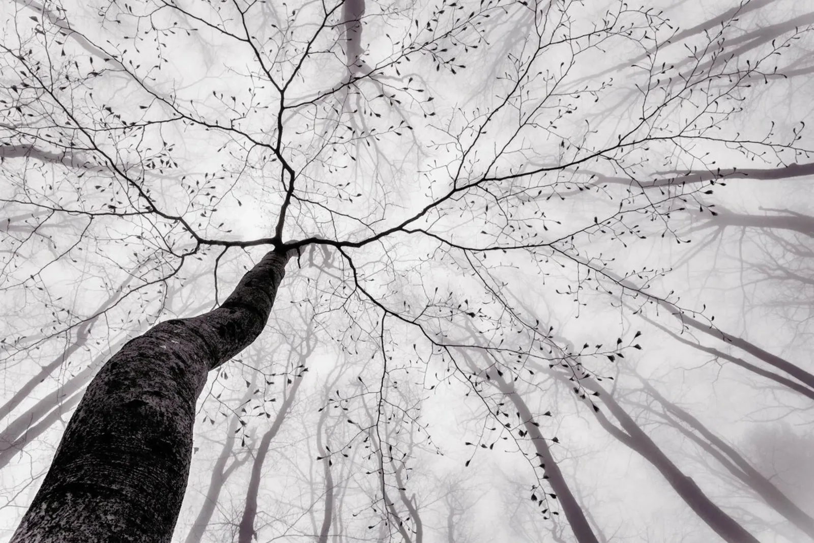 A View Of The Tree Crown - Tom Pavlasek plexiglass da Pictufy