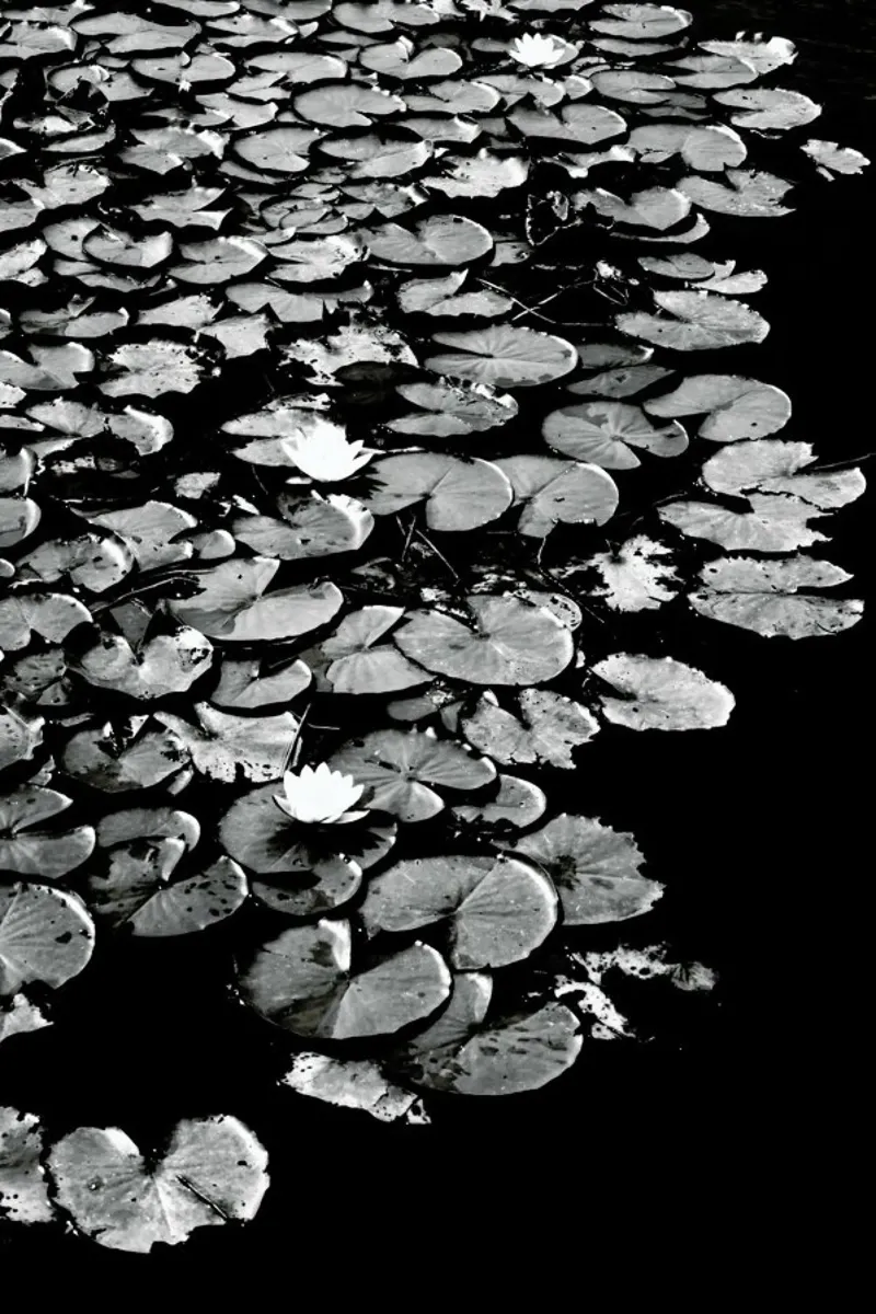 Dark Water Lily pellicola backlit da Babett Schultze