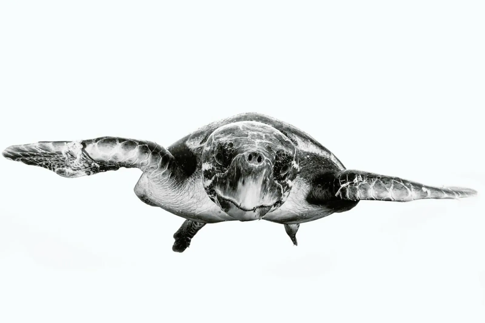 White and Turtle - Barathieu Gabriel tela da Pictufy