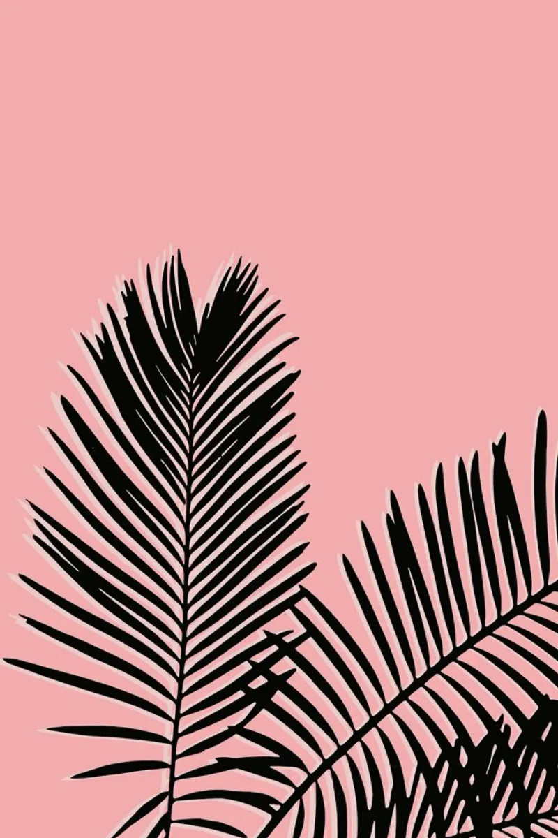 Pink Palm pellicola backlit da The Native State