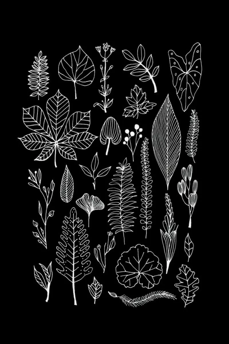 Herbarium Line Drawing Black carta hahnemühle da Miles of Light