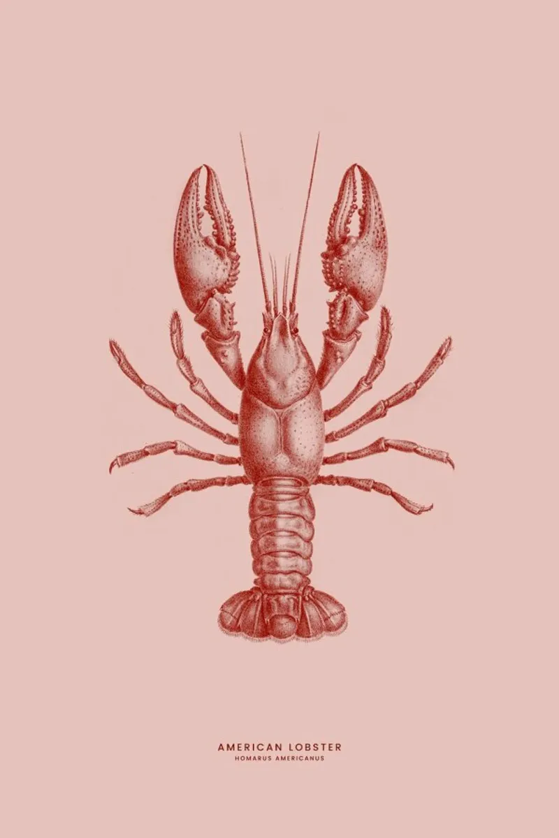 American Lobster II poster da Flora & Fauna