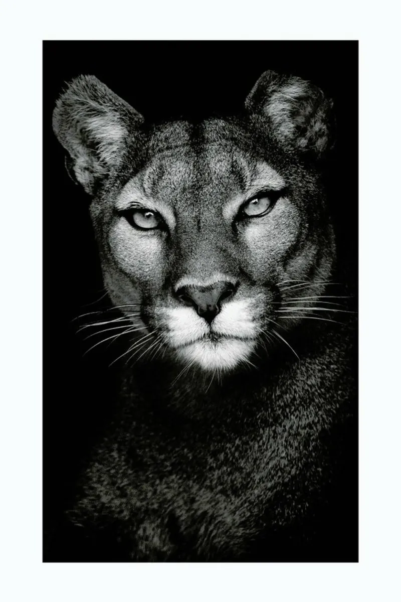 Lioness pellicola backlit da Natural Kingdom