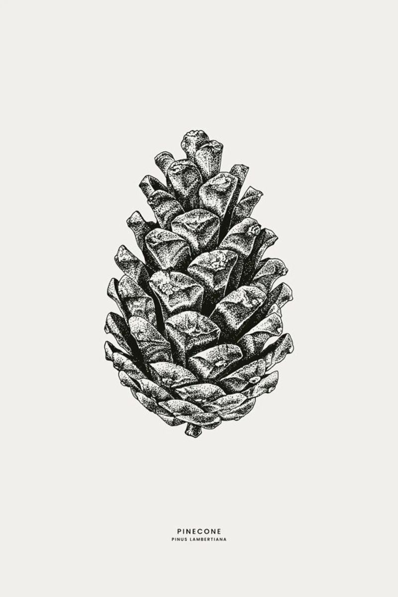 Pinecone pellicola backlit da Flora & Fauna