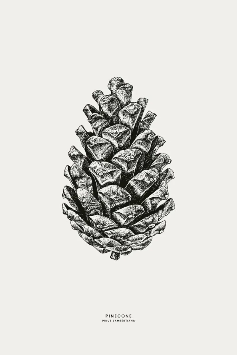 Pinecone carta hahnemühle da Flora & Fauna