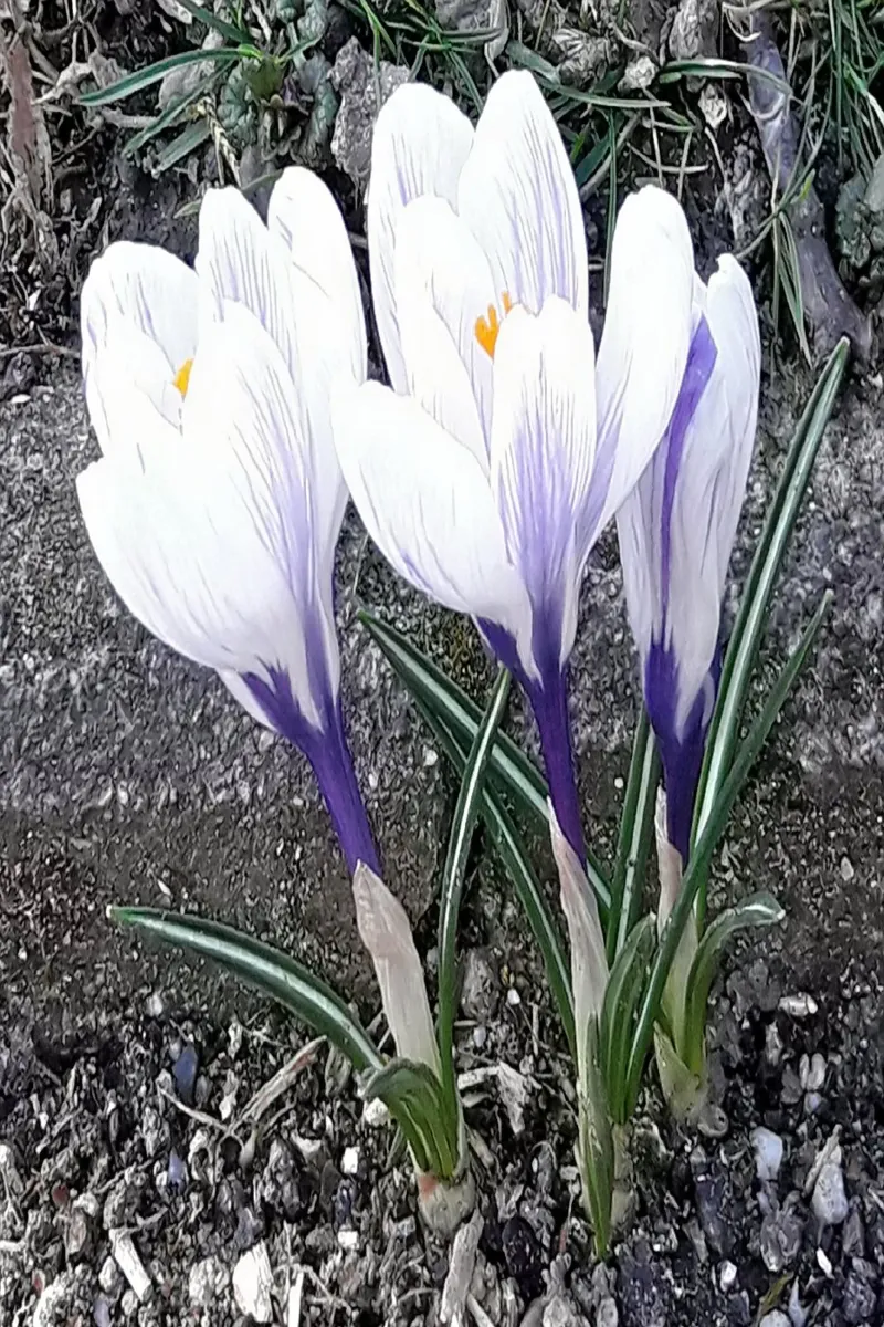 Krokus April alluminio dibond da Gürsel Yesil Digital Art