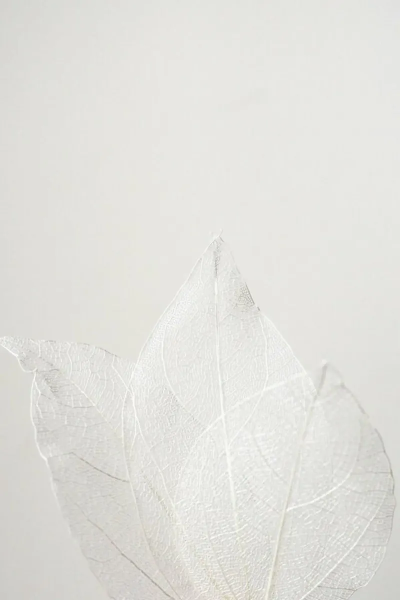Light Skeleton Leaves pellicola backlit da Babett Schultze