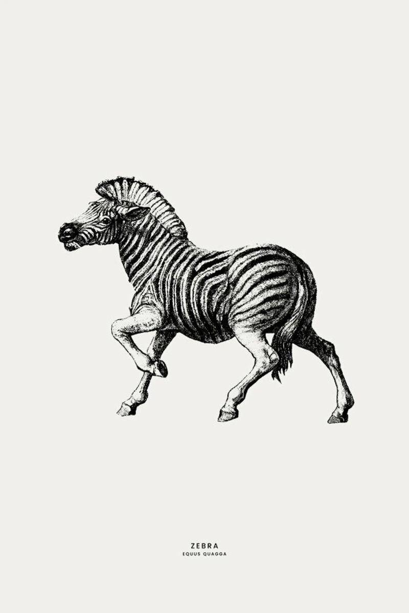 Zebra pellicola backlit da Flora & Fauna