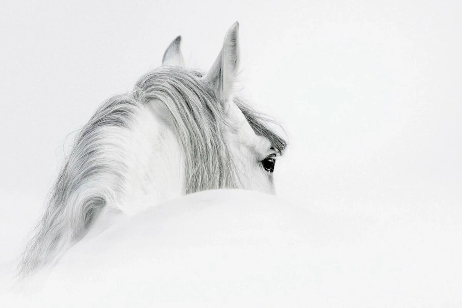 Silver Mane poster by Natural Kingdom