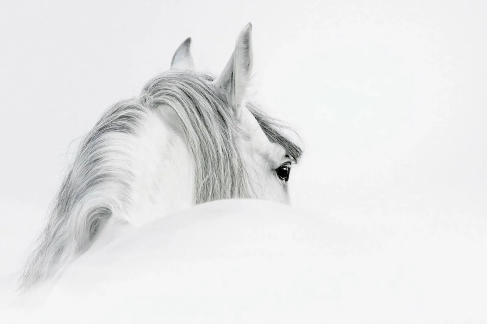 Silver Mane pellicola backlit da Natural Kingdom