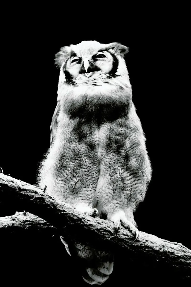 Dark Owl canvas van Babett Schultze