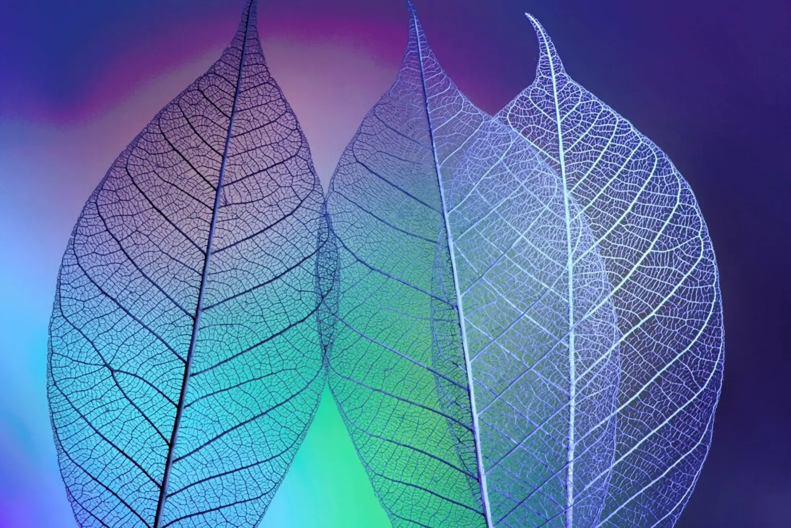 Prismatic Leaves - Shihya Kowatari carta hahnemühle da Pictufy
