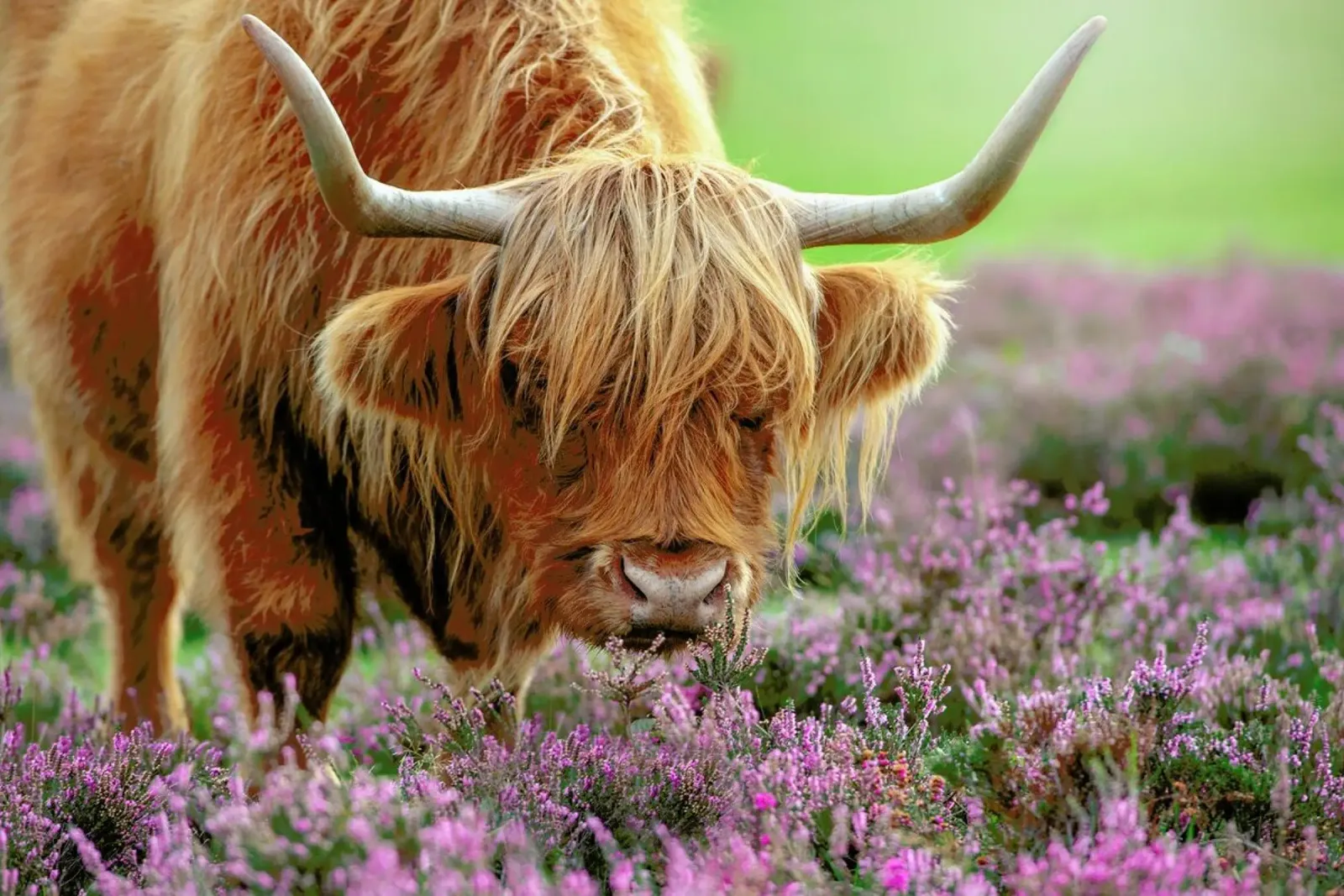 Highland in Heather - Jacky Parker poster con telaio in alluminio da Pictufy