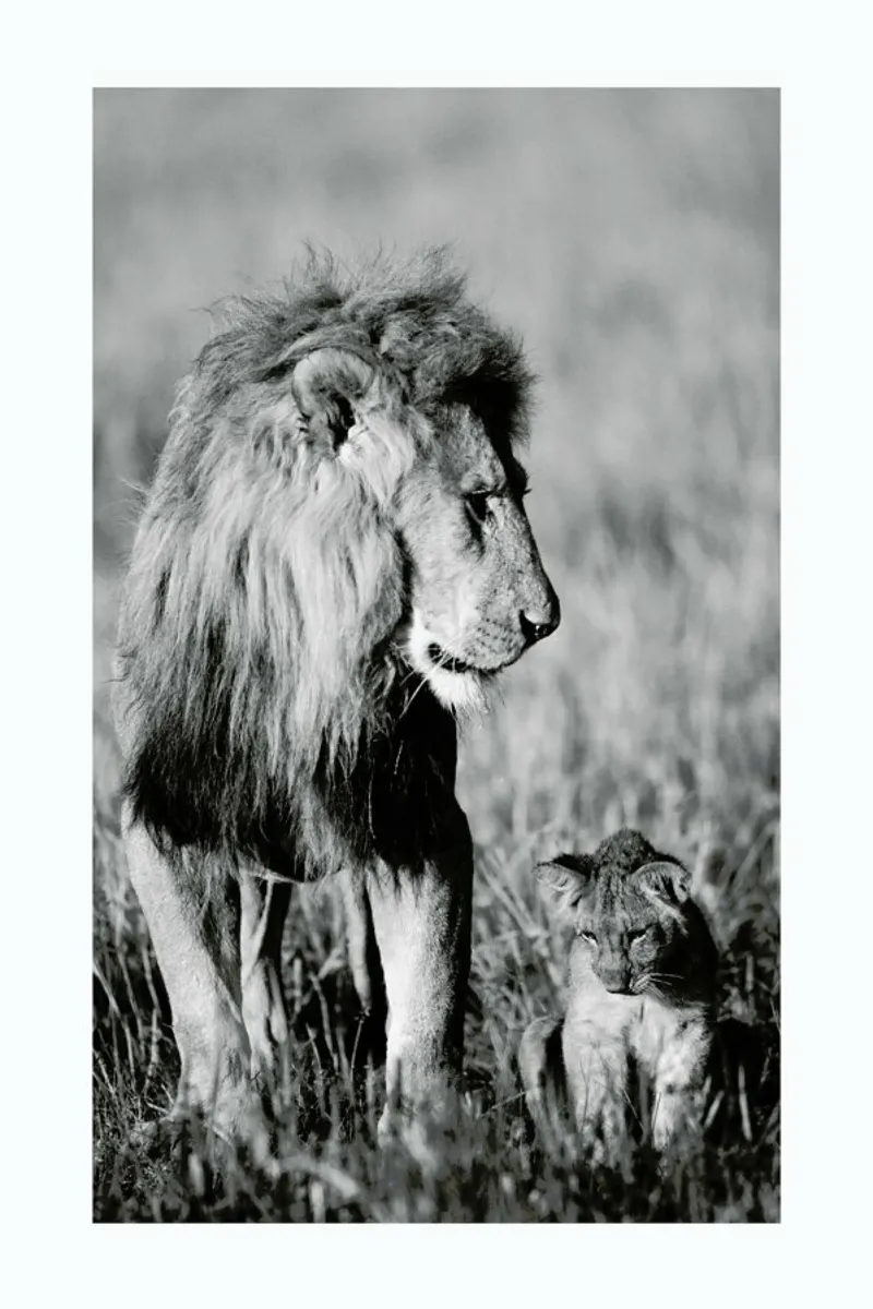 Lion Teaching His Cub pellicola backlit da Natural Kingdom