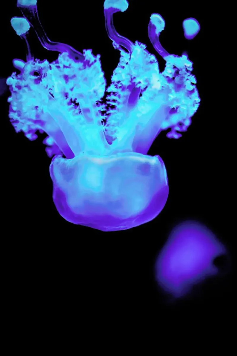Floating Jellyfish pellicola backlit da Babett Schultze