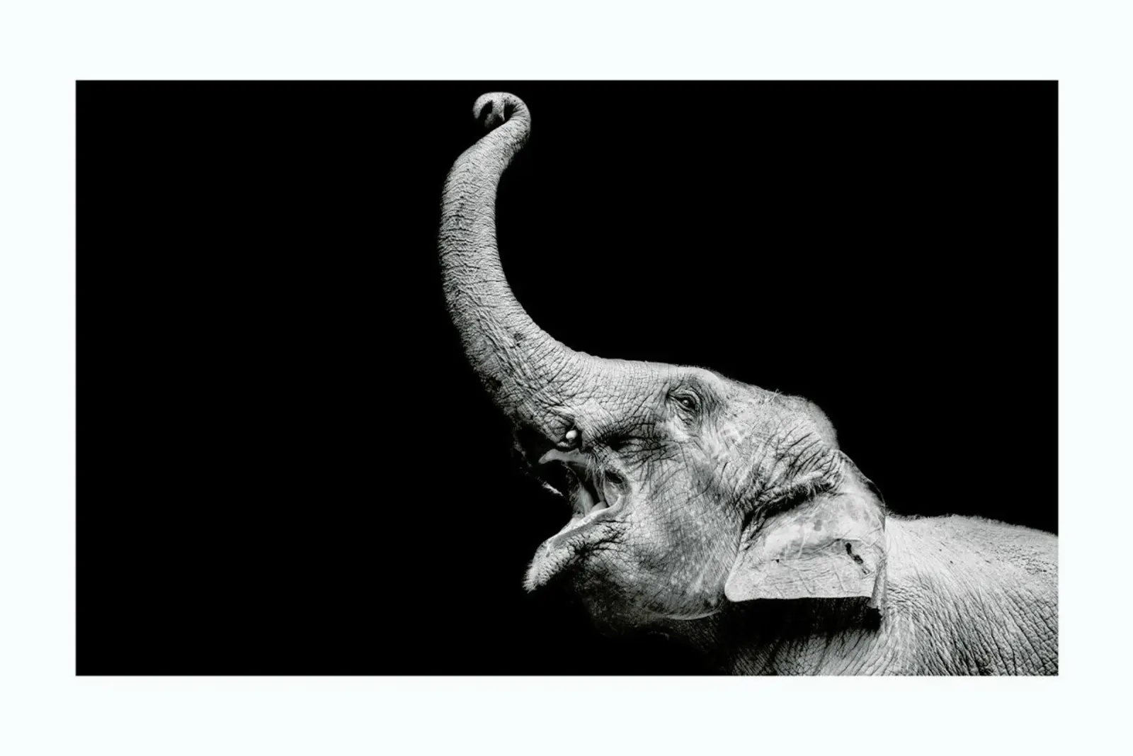 Elephant pellicola backlit da Natural Kingdom