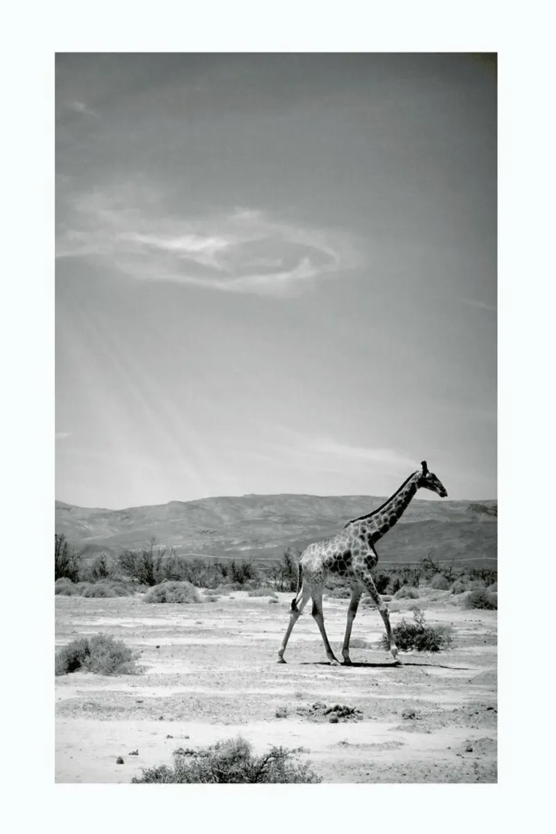 Light on the Savanna pellicola backlit da Natural Kingdom