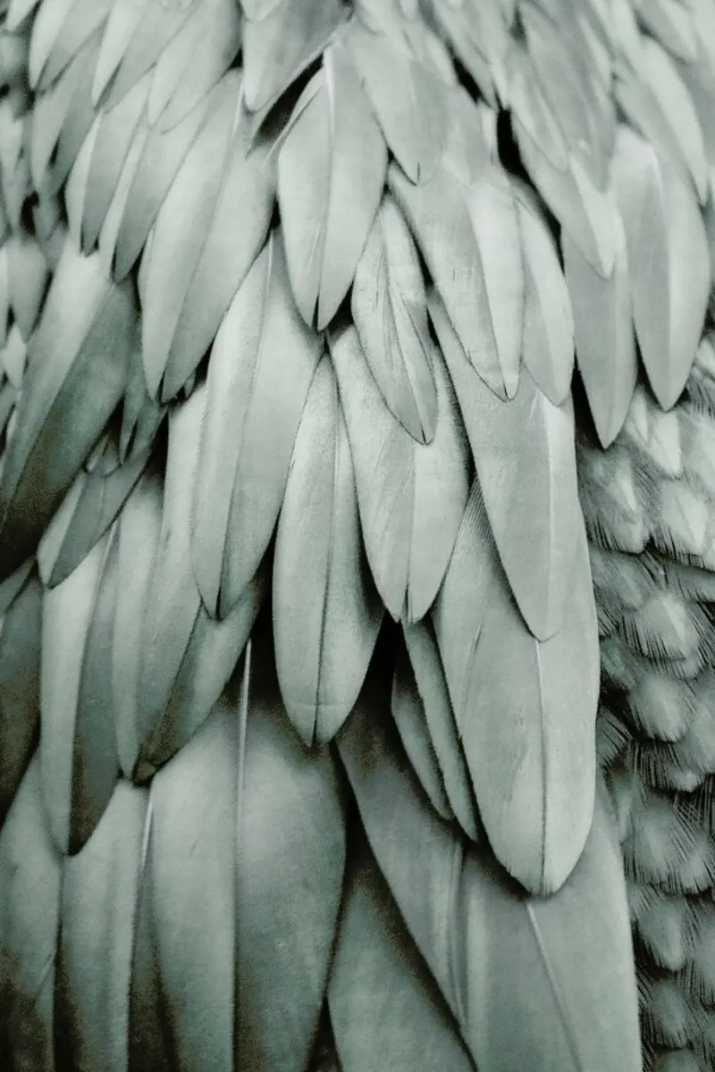 Feathers Eucalyptus Green pellicola backlit da Monika Strigel