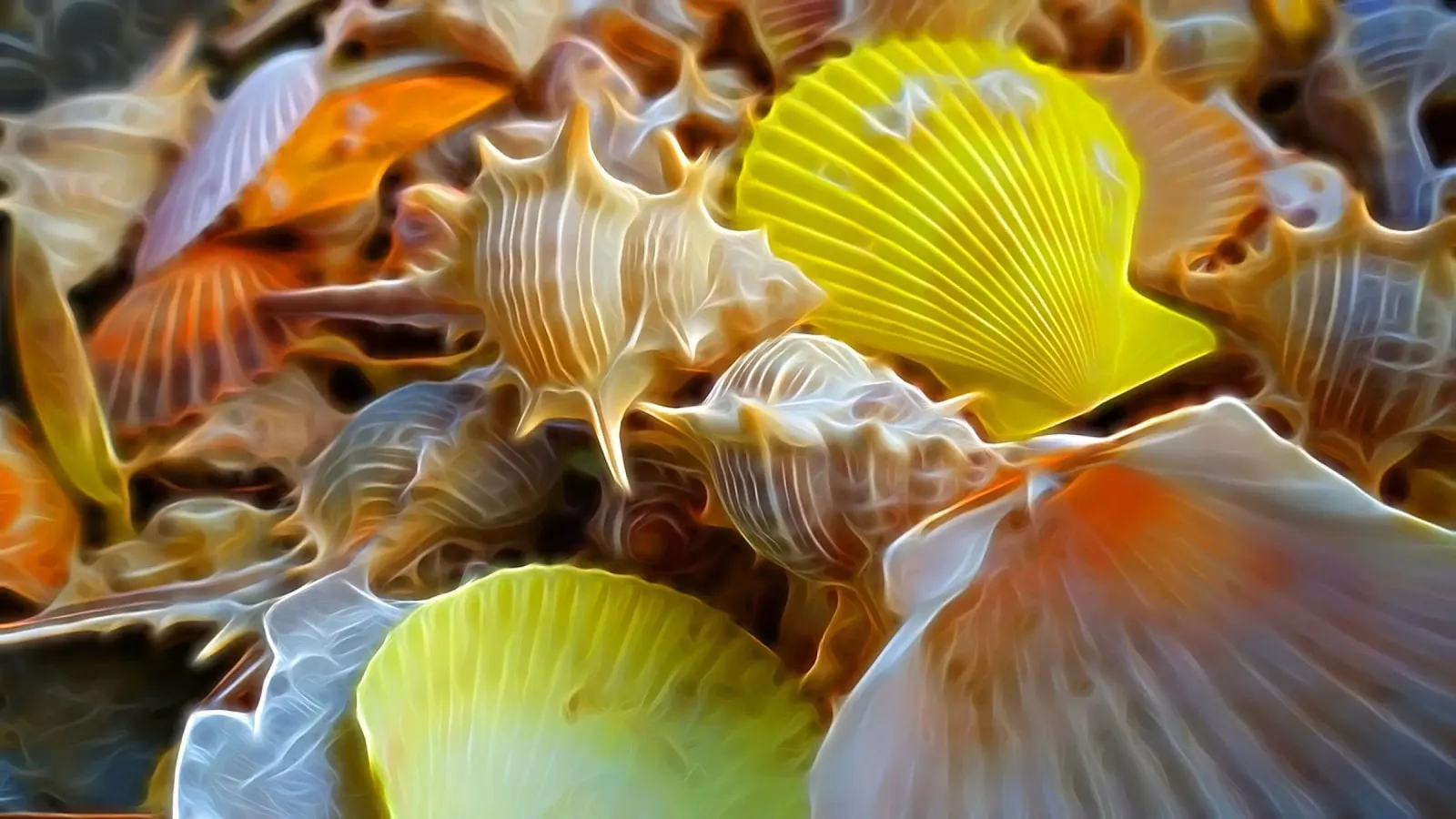 Conchiglie pellicola backlit da Massimo Frascogna