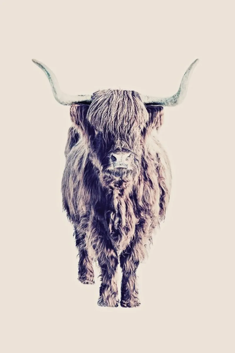 Highland Cattle Colin Rose pellicola backlit da Monika Strigel