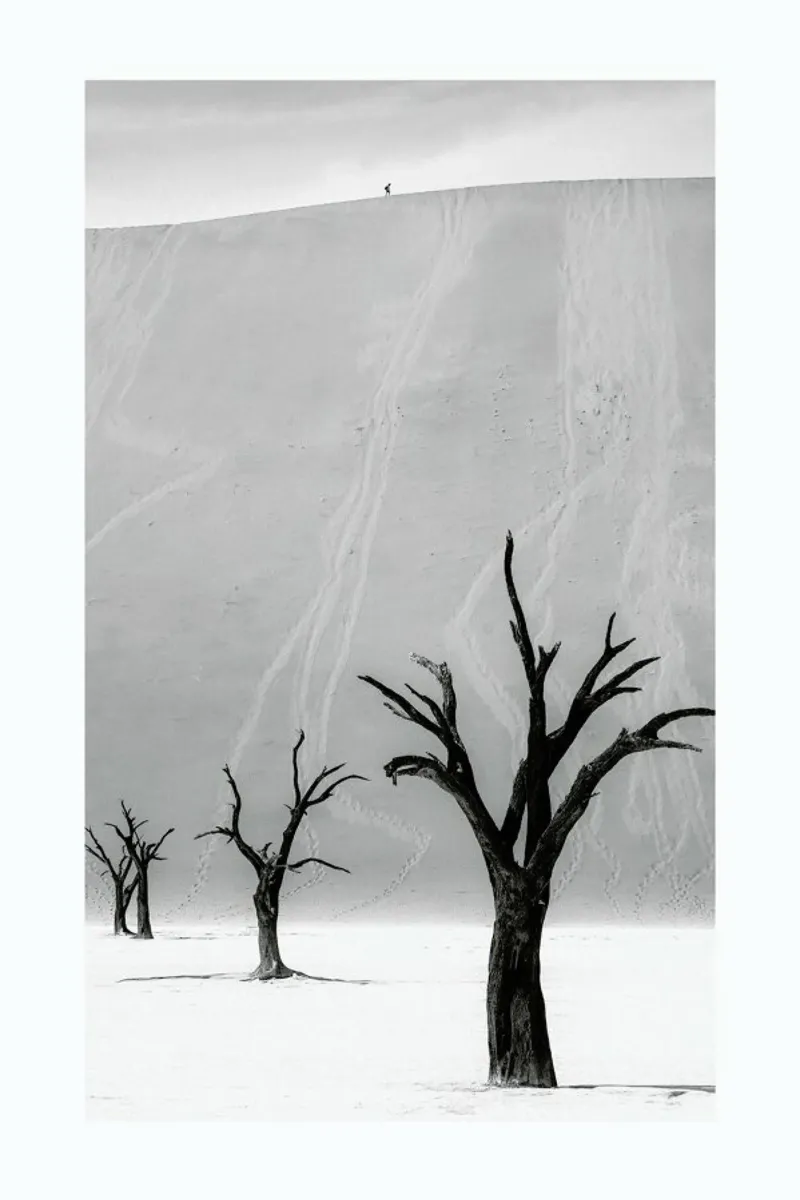 Deadvlei Trees II carta hahnemühle da METROPOLIS