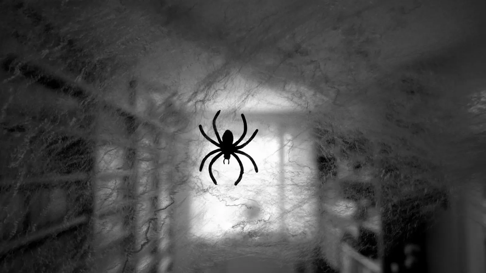 Il ragno pellicola backlit da Massimo Frascogna