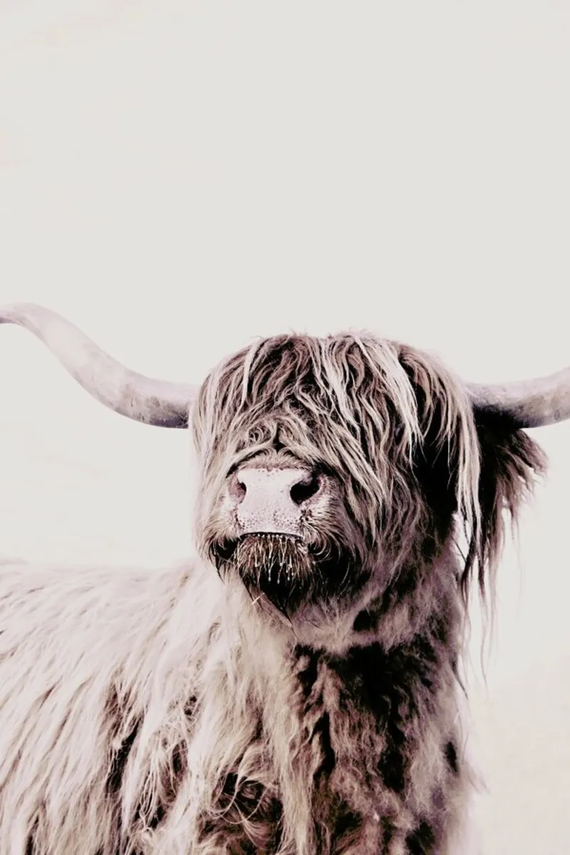 Highland Cattle Frida Crème Hahnemühle von Monika Strigel