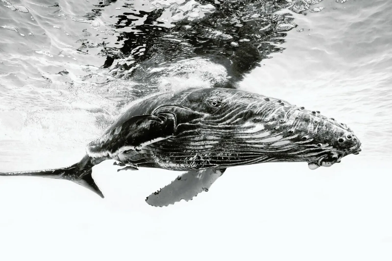 Humpback Whale Calf - Barathieu Gabriel plexiglass da Pictufy