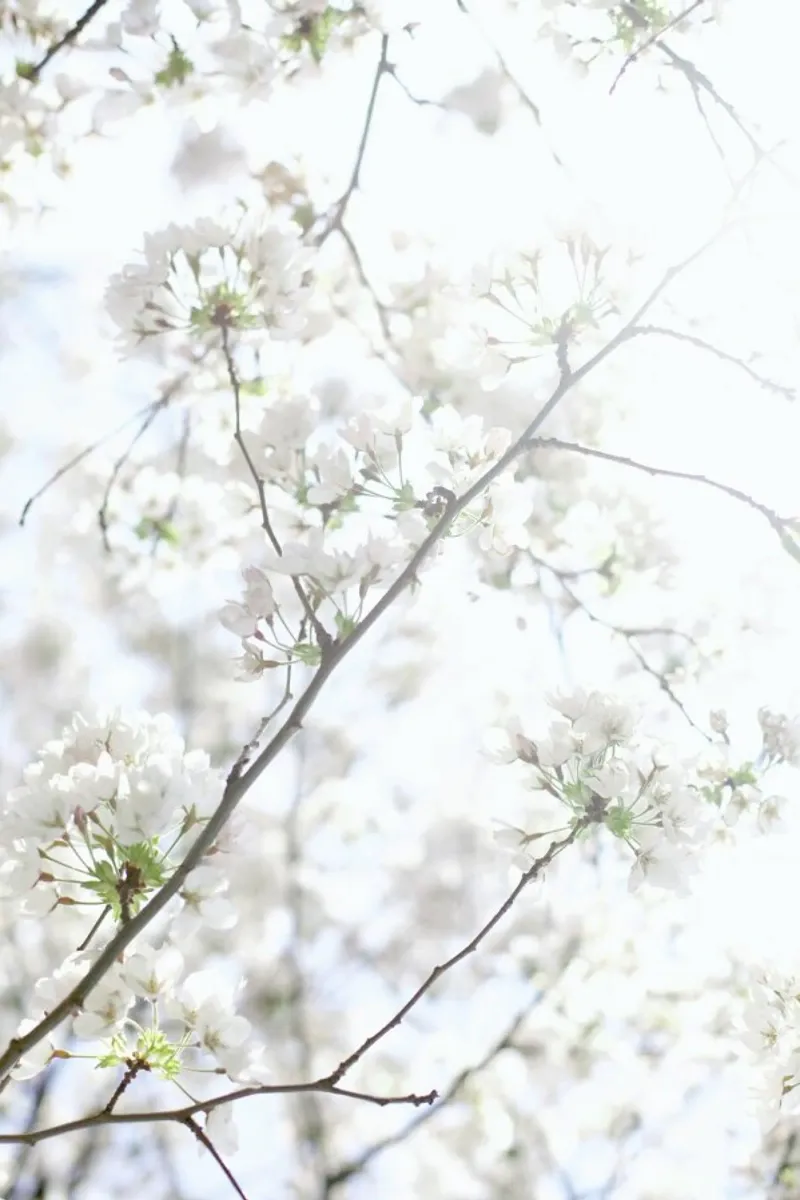 Cherry Blossoms 2 poster van Marlene Sørensen