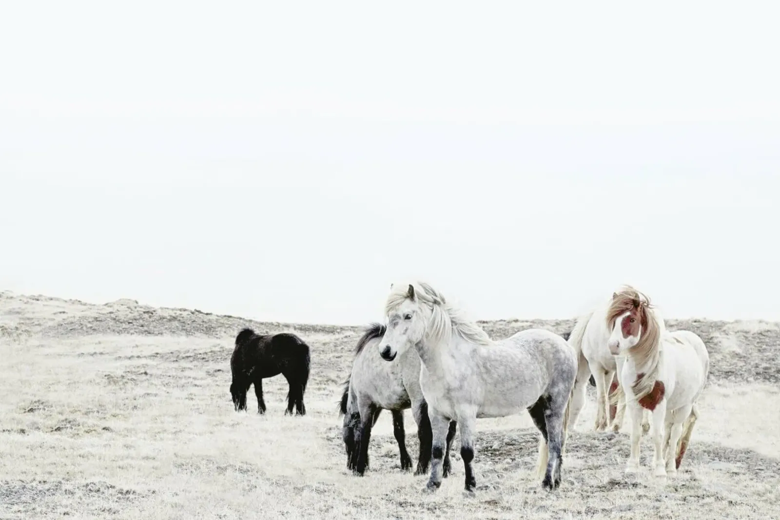 Wild and Free Horses 1 pellicola backlit da Monika Strigel