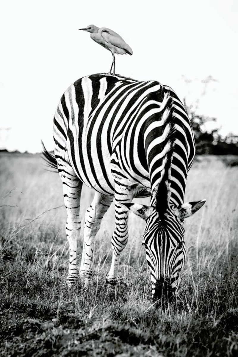 Zebra and Friend pellicola backlit da Natural Kingdom