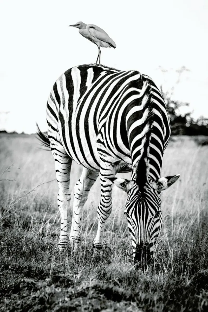 Zebra and Friend carta hahnemühle da Natural Kingdom