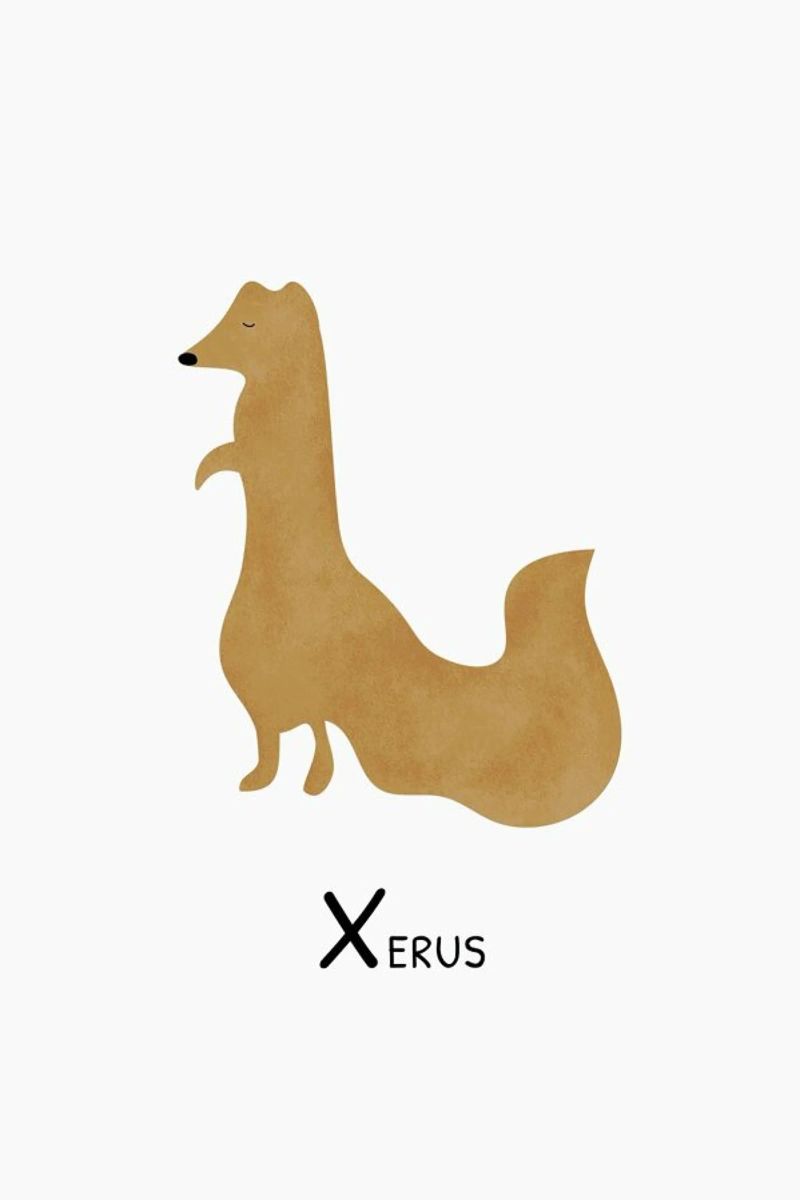 Xerus alluminio dibond da Little Flourishes