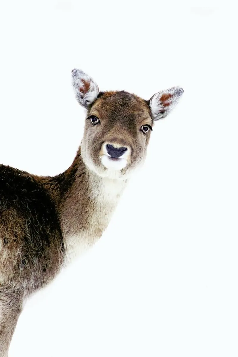 Deer Peekaboo alluminio dibond da Monika Strigel