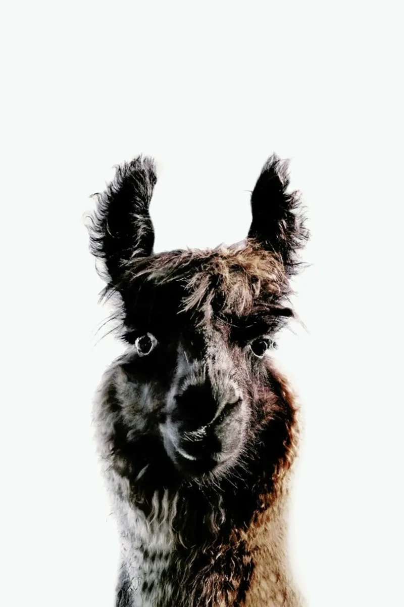 Llama George pellicola backlit da Monika Strigel