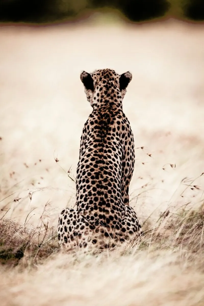 Still Leopard pellicola backlit da Natural Kingdom