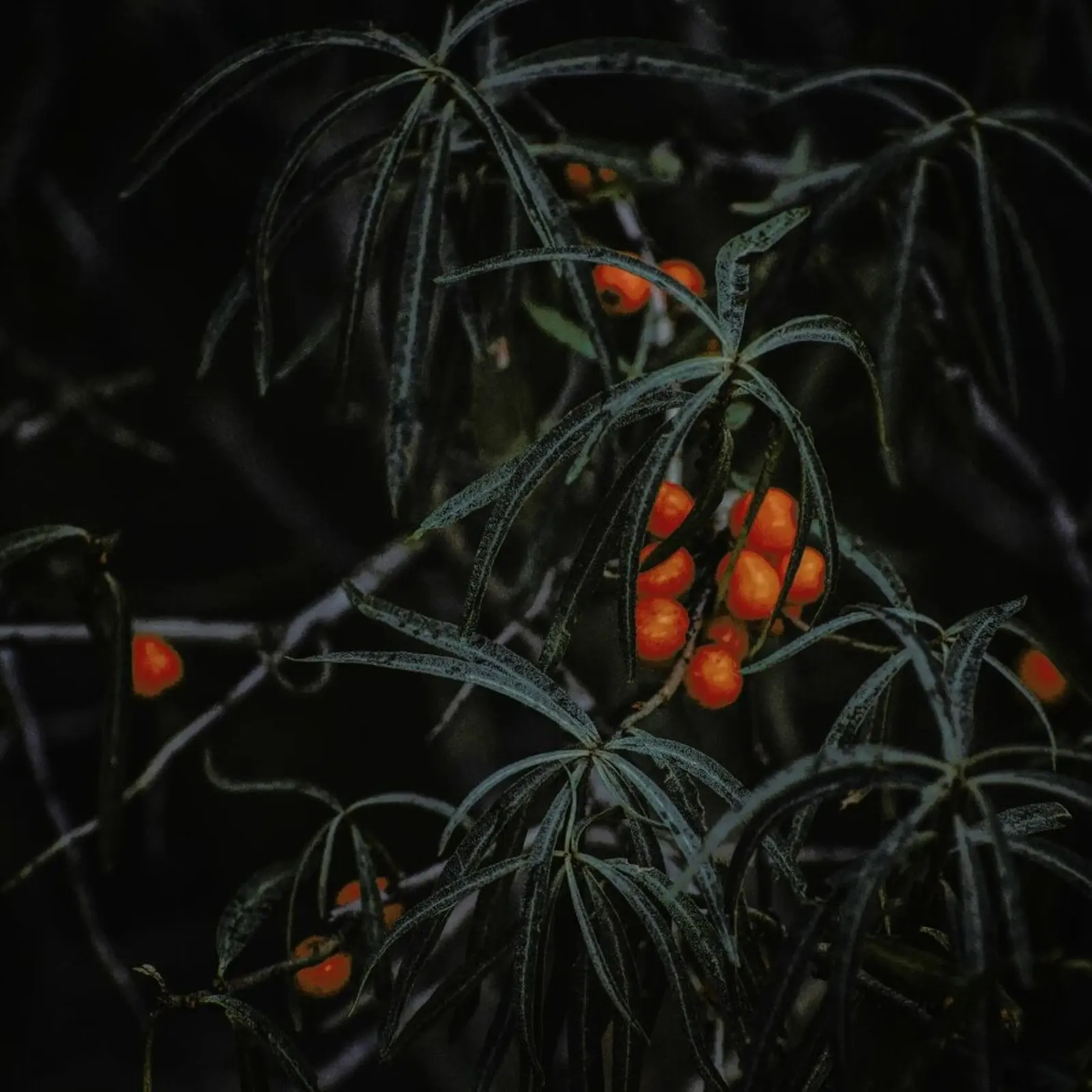 Fruits Of Autumn 1 pellicola backlit da Nur Mut