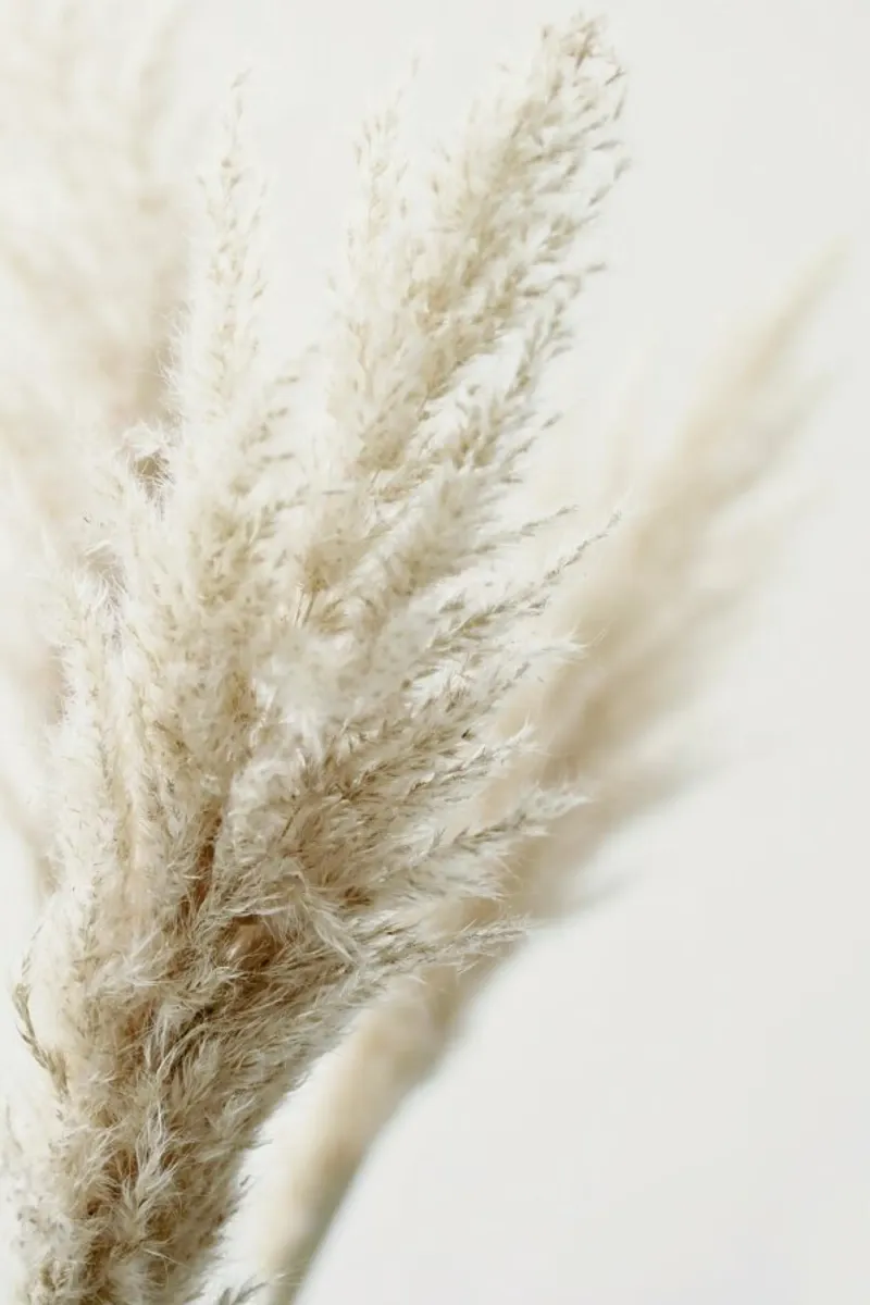 Pampas Reed 03 poster con telaio in plastica da Monika Strigel