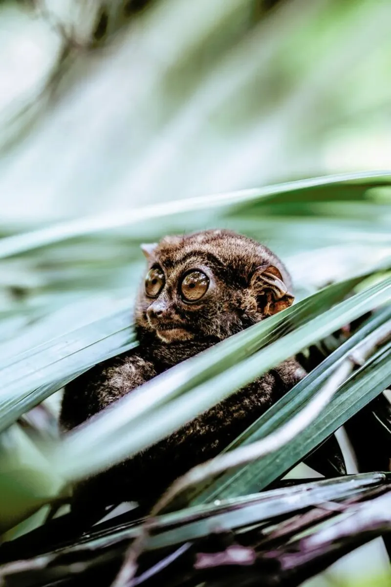 Tarsier pellicola backlit da Natural Kingdom