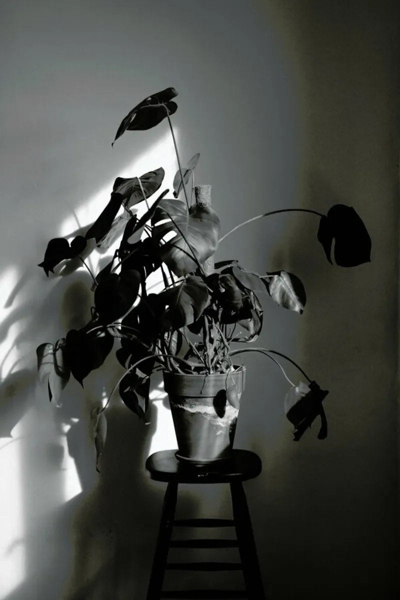 Monstera Deliciosa poster con telaio in alluminio da Sebastian Hilgetag