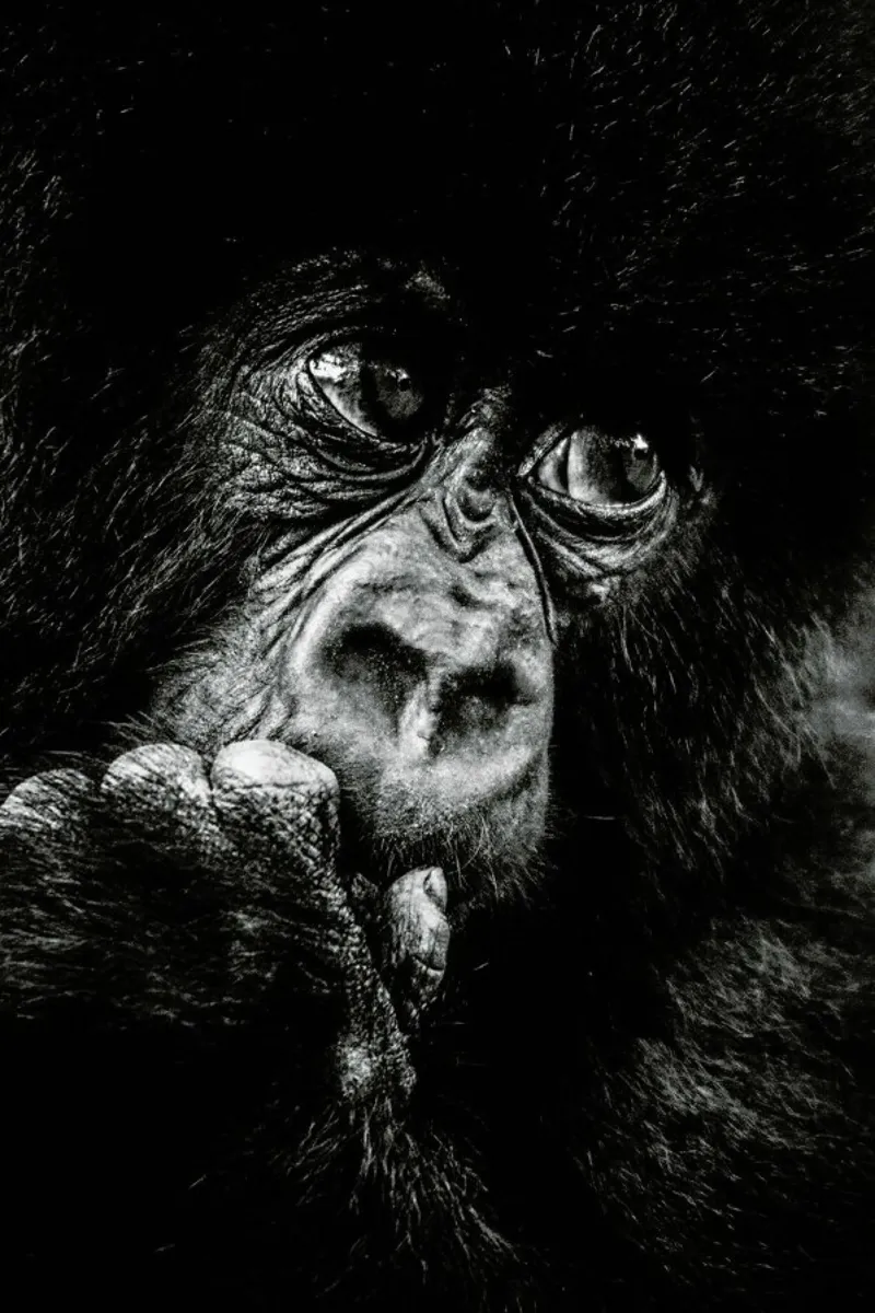 Gorilla pellicola backlit da Natural Kingdom