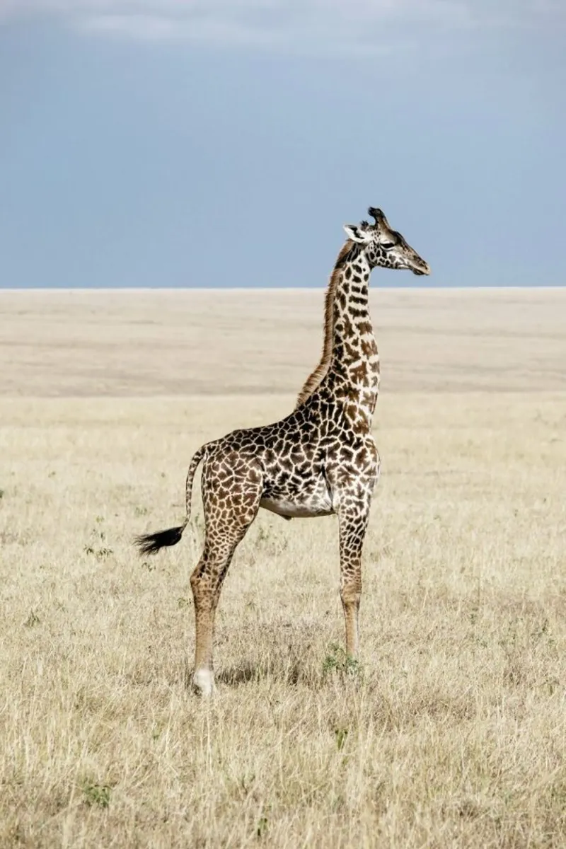 Giraffe pellicola backlit da Natural Kingdom