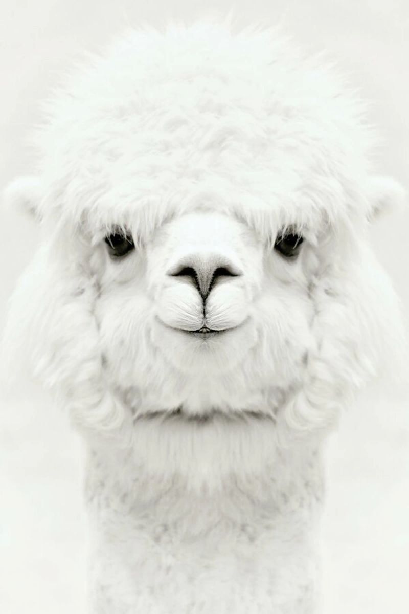 Smiling Alpaca poster da Monika Strigel